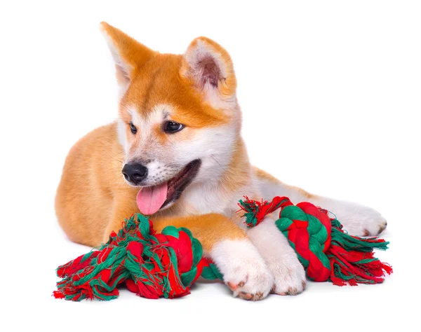 Akita Inu renrasiga valpar — Stockfoto