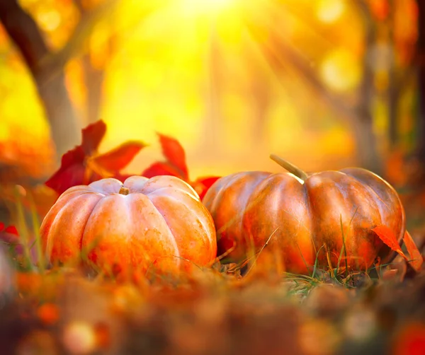 Herfst halloween pompoenen. — Stockfoto