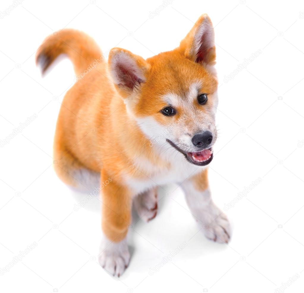 Akita Inu Pure Race Chiot Chien Photographie Subbotina