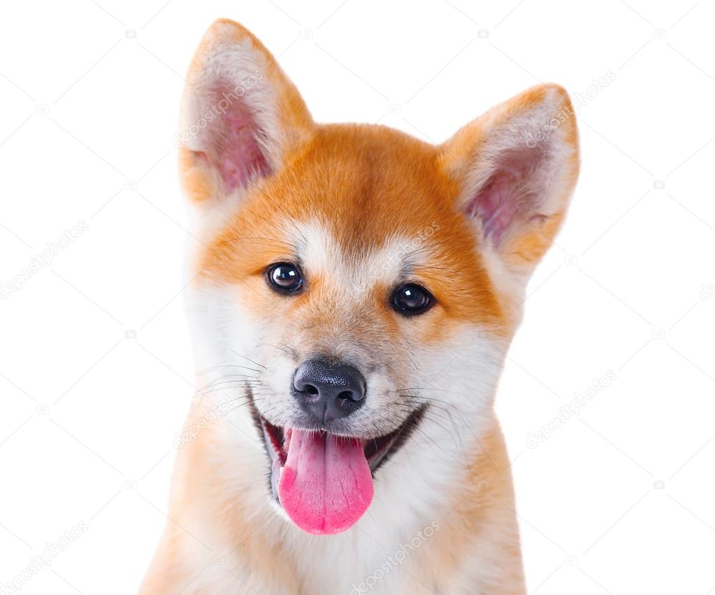 Akita Inu purebred puppy dog 