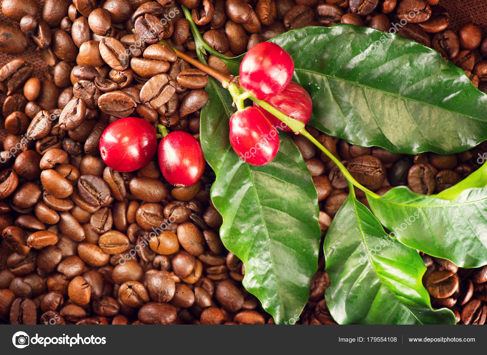 Cerrar Vista Café Grano Planta Del Café — Foto de stock