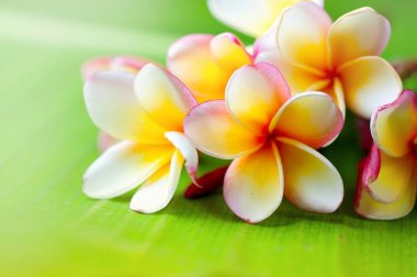 Yeşil arka plan üzerinde egzotik plumeria çiçek Görünümü Kapat