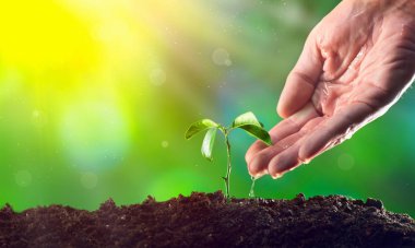 Erkek el sabah ışık genç bitki sulama