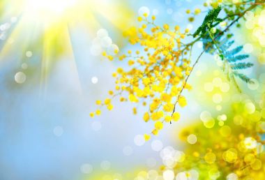 Çiçek açan Mimoza ağaç üzerinde bokeh ile mavi gökyüzü