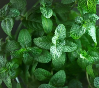 Close view of fresh mint leaves background  clipart