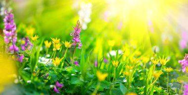 Güneş ışınları renkli bahar çiçekler