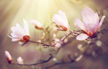 Close view of blooming magnolia branches in sunbeams clipart