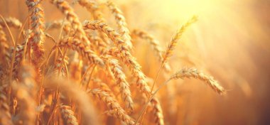 Ears of golden wheat in sunbeams clipart
