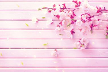 Pembe ahşap tahta arka plan üzerinde pembe çiçek kayısı çiçek