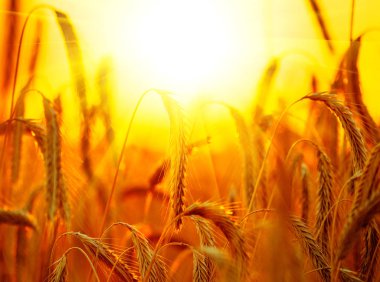 Kulakları güneş ışınları içinde altın buğday