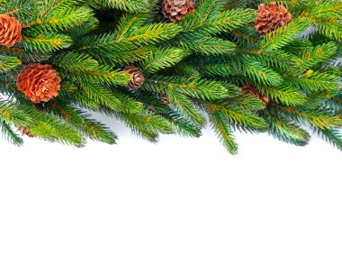 İzole üzerinde beyaz koniler ile Noel ağacı dalları