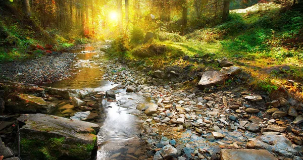 Tramonto Nella Foresta Con Torrente Roccioso — Foto Stock