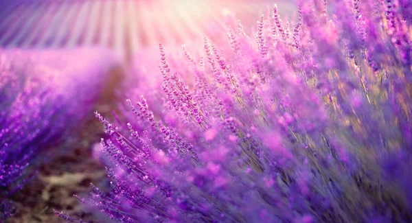 在法国普罗旺斯盛开的紫罗兰色薰衣草场 — 图库照片