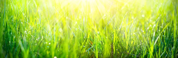 Hierba Fresca Primavera Rayos Sol Con Gotas Rocío — Foto de Stock