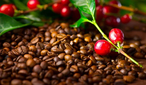 Vista Ravvicinata Dei Chicchi Caffè Della Pianta Del Caffè — Foto Stock