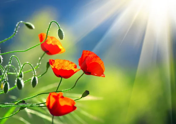 Крупний План Цвітіння Поля Маківки Сонячних Променях — стокове фото