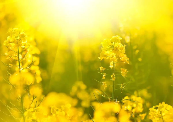 Blooming Rapeseed Field Summer Time — Stock Photo, Image