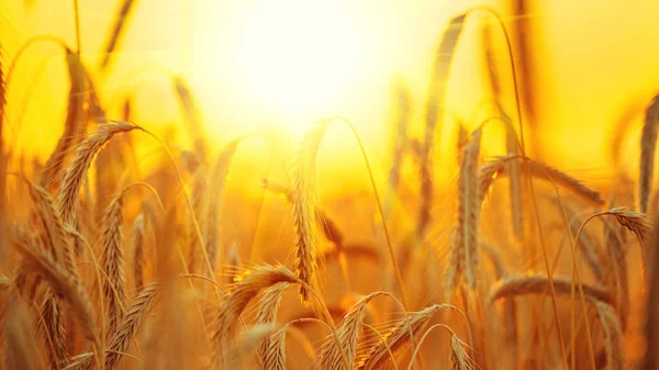 Kulakları güneş ışınları içinde altın buğday
