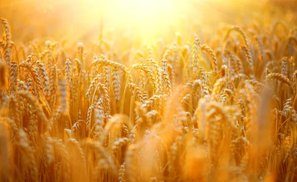 Uši Zlaté Pšenice Slunečních Paprsků — Stock fotografie