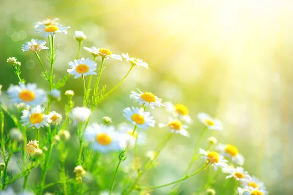 Zamknij Widok Kwiatów Rumianku Pola Promienie Słoneczne — Zdjęcie stockowe