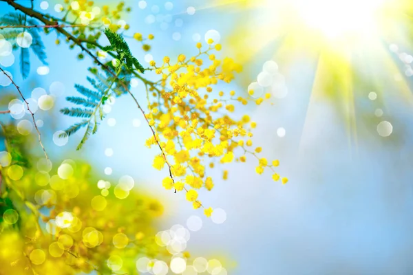 Bloeiende Mimosa Boom Blauwe Hemel Met Bokeh — Stockfoto