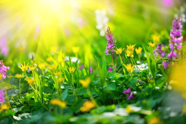太陽光線でカラフルな春の野草 — ストック写真