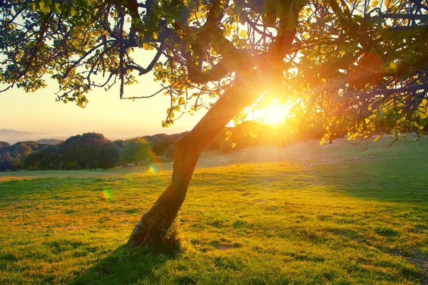 Silhouette Arbre Coucher Soleil Été — Photo