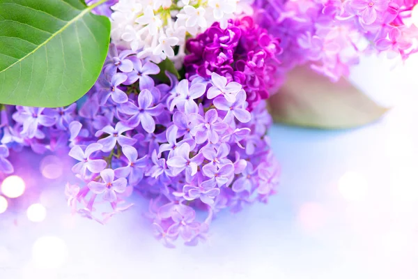 ライラック色の花の房のボケ味を持つ白い背景の表示を閉じる — ストック写真