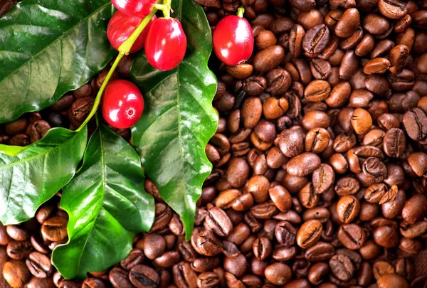 Close View Coffee Beans Coffee Plant — Stock Photo, Image