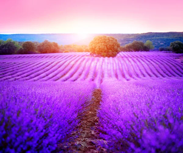 Blühendes Violettes Lavendelfeld Der Provence Frankreich — Stockfoto