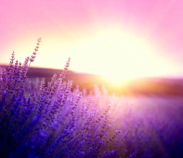 Blühendes Violettes Lavendelfeld Der Provence Frankreich — Stockfoto