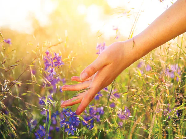 Vrouwelijke Hand Aanraken Van Wilde Bloemen Bij Zonsondergang — Stockfoto