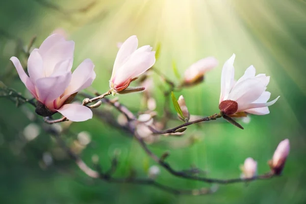 Stäng Blommande Magnolia Grenar Solstrålar — Stockfoto