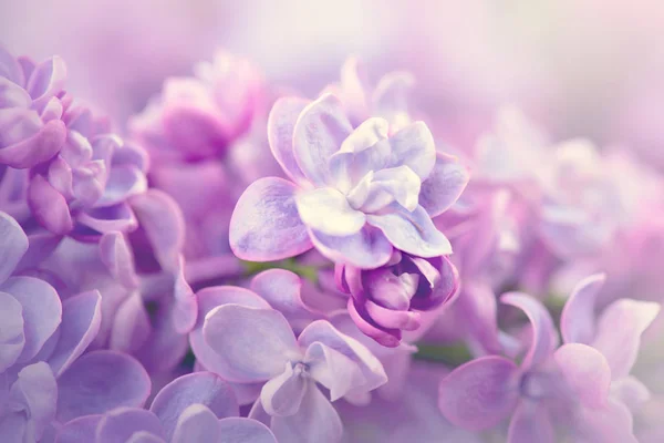 Vue Rapprochée Bouquet Fleurs Lilas — Photo