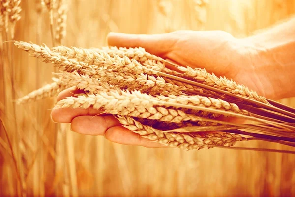 Mannenhand Aanraken Van Gouden Oren Van Tarwe — Stockfoto