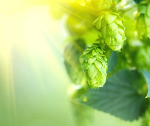 Close view of hop plant on green background with sunbeams