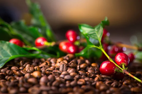 Kahve Çekirdekleri Kahve Bitki Görünümünü Kapat — Stok fotoğraf