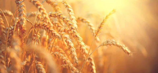 金黄麦子的耳朵在阳光下 — 图库照片