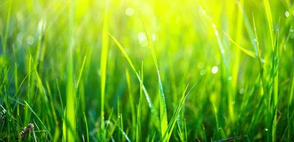 Trawa Wiosna Świeży Promienie Słoneczne Kroplami Rosy — Zdjęcie stockowe