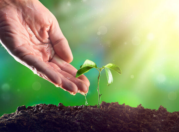 Male hand watering young plant in morning light