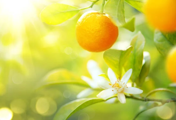 Oranges Mûres Accrochées Arbre Dans Verger Ensoleillé — Photo