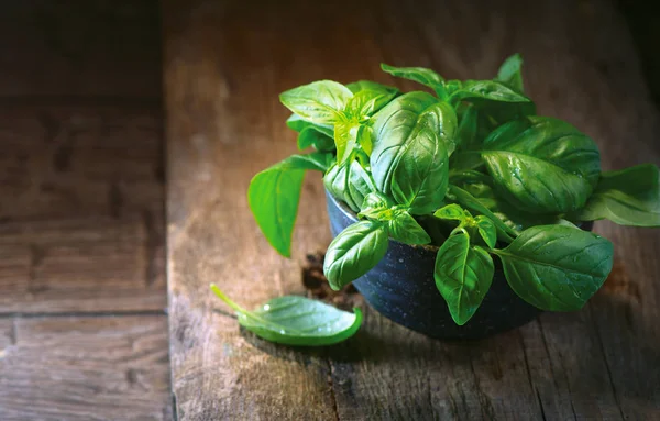 Feuilles Basilic Frais Dans Bol Sur Une Table Bois Rustique — Photo