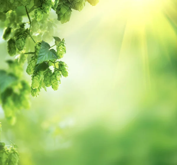 Vista Cercana Planta Lúpulo Sobre Fondo Verde Con Rayos Sol — Foto de Stock