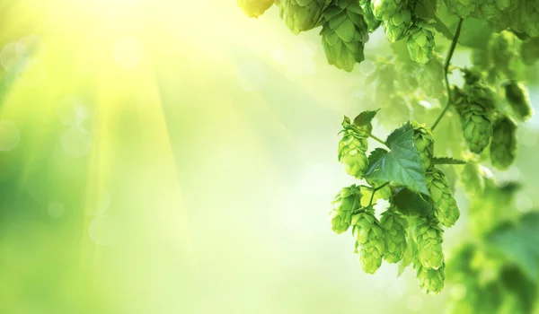 Nahaufnahme Der Hopfenpflanze Auf Grünem Hintergrund Mit Sonnenstrahlen — Stockfoto