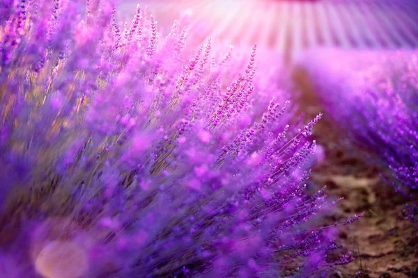 Blommande Violett Lavendelfält Provence Frankrike — Stockfoto