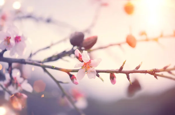 盛开的杏仁树对粉红色日落 — 图库照片