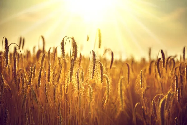 Oren Van Gouden Tarwe Zonnestralen — Stockfoto