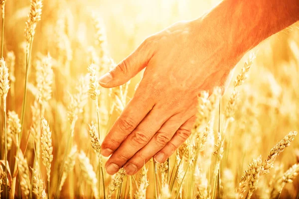 Male Hand Touching Golden Ears Wheat — Stock Photo, Image
