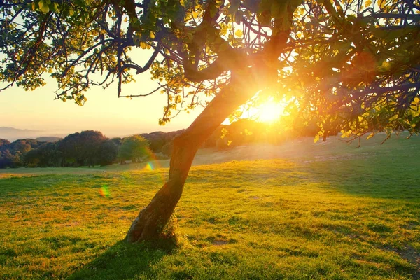 Silhouette Tree Summer Sunset Stock Photo