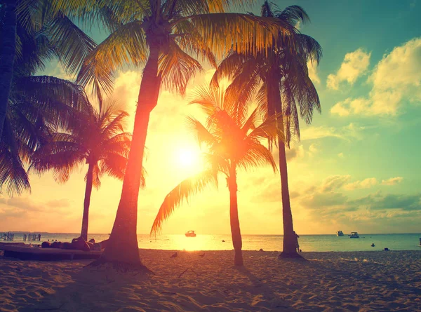 Sonnenuntergang Strand Mit Palmen Karibik Insel Stockfoto